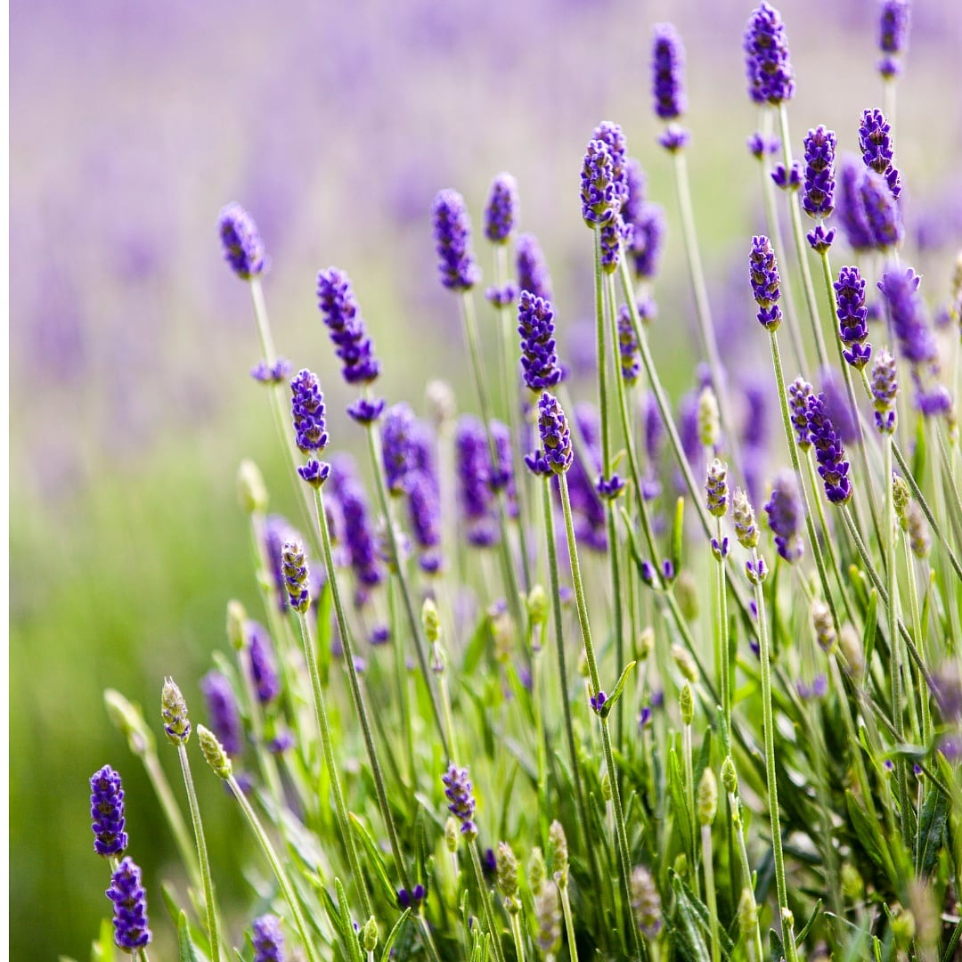 Lavender Garden Hoe Gift Box (4 piece set)
